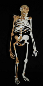 Reconstruction of the skeleton of Australopithecus sediba