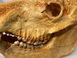 Fossils at Lemur Center Museum Tell an Old Story